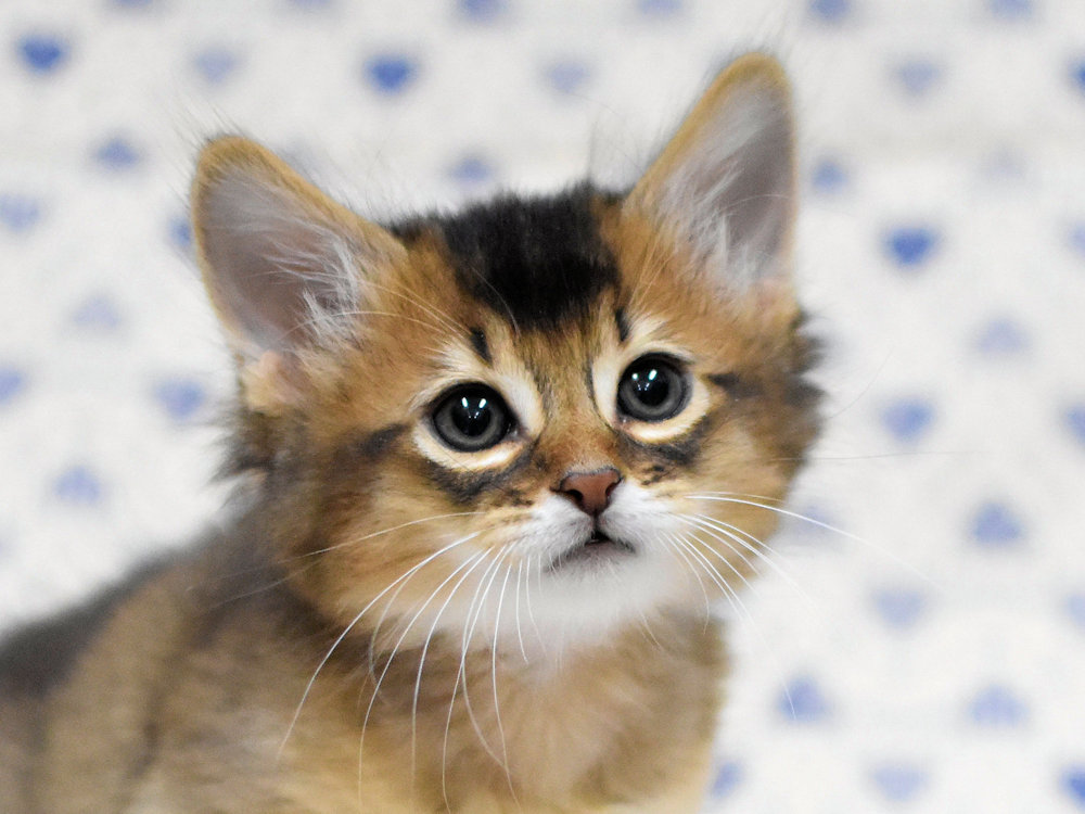 ソマリ　ルディ　おす　（２５年１０月９日生れ）